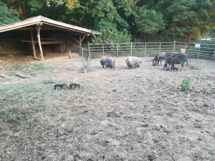 Familie Schwein